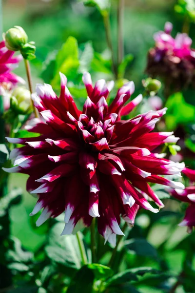 Tidy flowers growing on flower bed