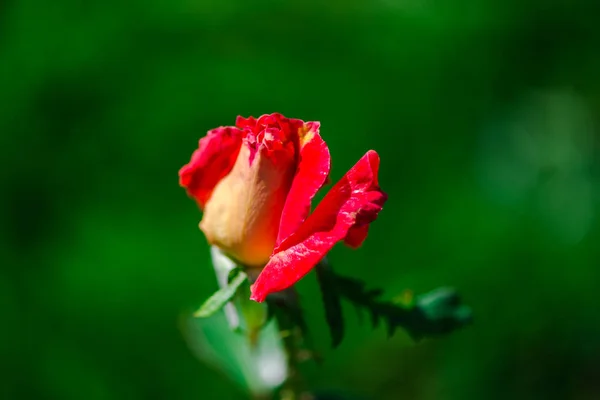 Vue Rapprochée Fleur Sur Fond Naturel Flou — Photo