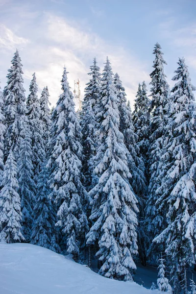Bosque Invierno Con Árboles Cubiertos Nieve Abetos Siempreverdes — Foto de Stock