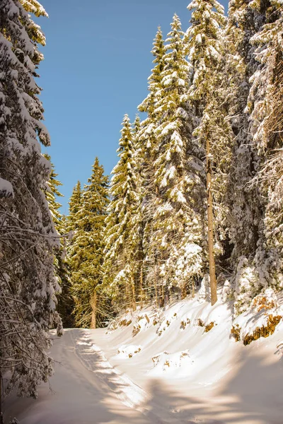 Bosque Invierno Con Árboles Cubiertos Nieve Abetos Siempreverdes — Foto de Stock