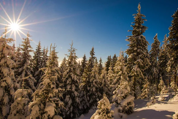雪の木を覆われた冬の季節 青い空 性質の概念 — ストック写真