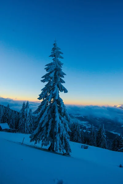 Neve Coberto Floresta Inverno Com Pinheiros Céu Por Sol — Fotografia de Stock