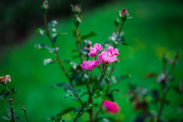 Schludne Kwiaty Rosnące Kwiat Łóżko — Zdjęcie stockowe