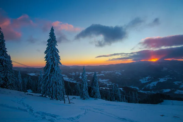 Neve Coberto Floresta Inverno Com Pinheiros Céu Por Sol — Fotografia de Stock