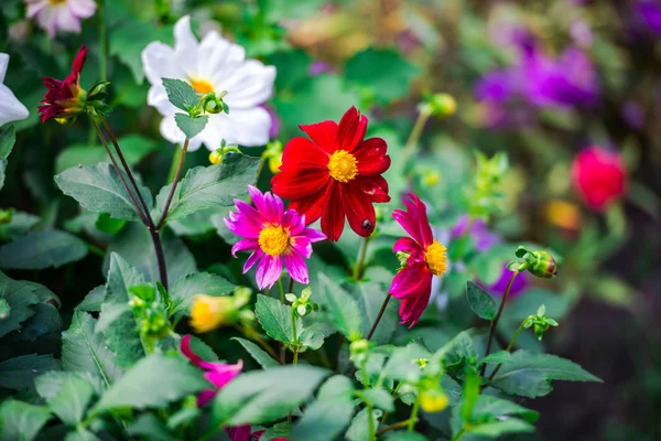 Tidy flowers growing on flower bed