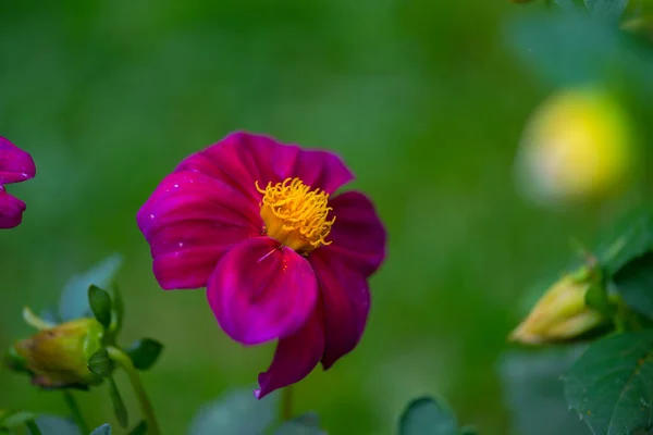 Blízký Pohled Květinu Rozostřené Přirozené Pozadí — Stock fotografie