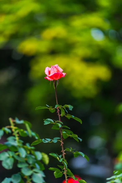 Vue Rapprochée Fleur Sur Fond Naturel Flou — Photo