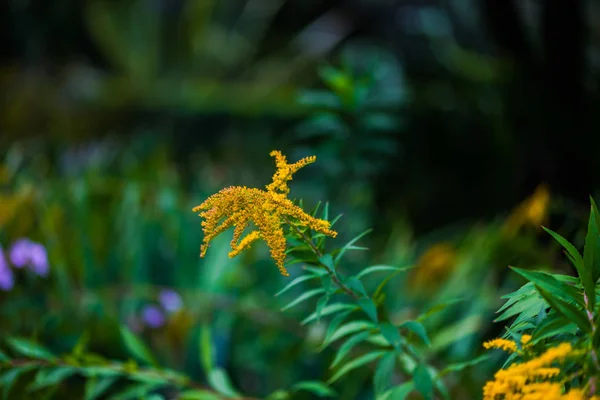 Nahaufnahme Der Blume Auf Unscharfem Natürlichen Hintergrund — Stockfoto