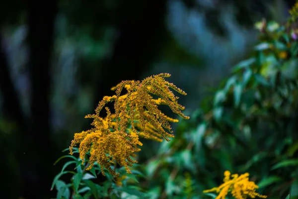 Tidy Bloemen Groeien Flower Bed — Stockfoto