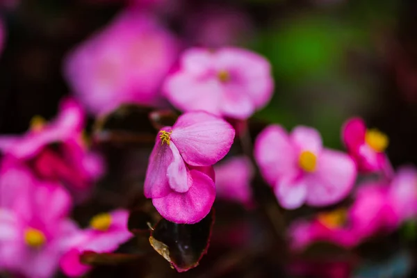 Приховані Квіти Ростуть Клумбі — стокове фото