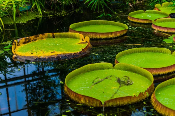 池の水の蓮の緑の葉 — ストック写真