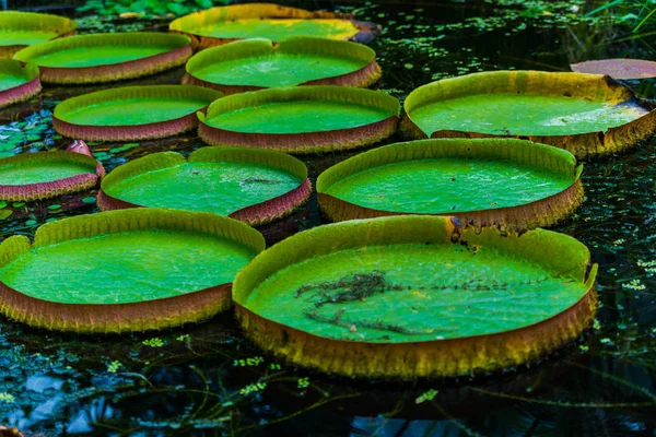 池の水の蓮の緑の葉 — ストック写真