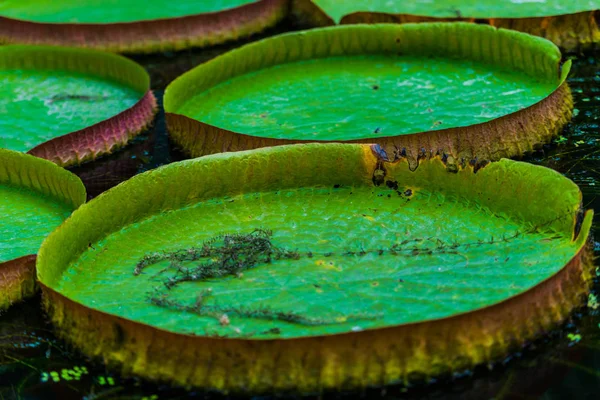 Lótus Folhas Verdes Água Lagoa — Fotografia de Stock
