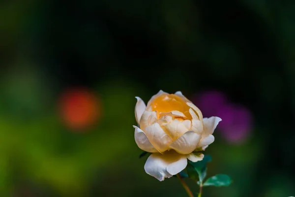 Vue Rapprochée Fleur Sur Fond Naturel Flou — Photo