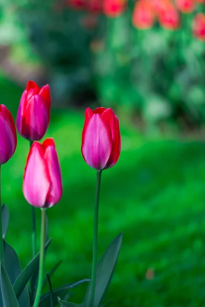 Frische Tulpen Wachsen Auf Dem Beet — Stockfoto