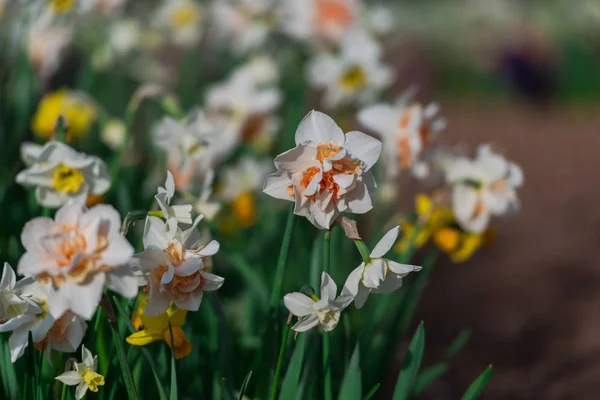 Narzissenblumen Die Auf Dem Blumenbeet Wachsen Verschwommener Hintergrund — Stockfoto