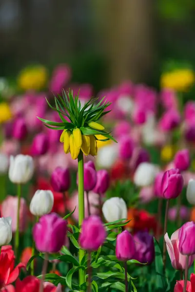 Свежие Тюльпаны Растут Клумбе — стоковое фото