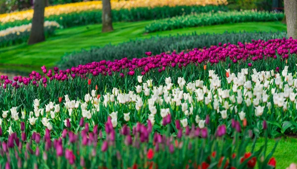 Fresh Tulips Growing Flower Bed — Stock Photo, Image