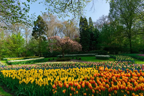 在公园花园种植春天郁金香花 — 图库照片