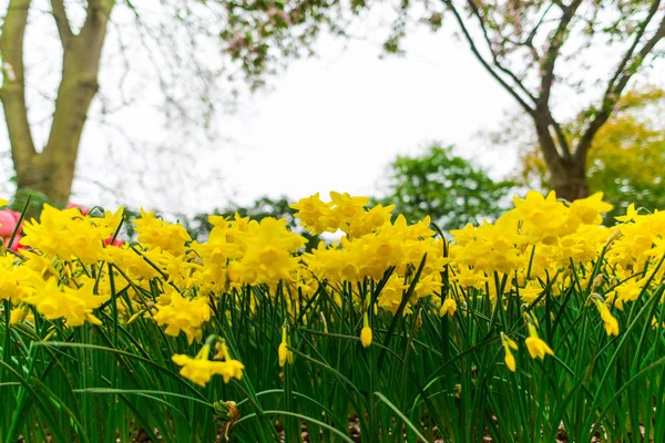 Fleurs Narcisses Poussant Sur Lit Des Fleurs Fond Flou — Photo