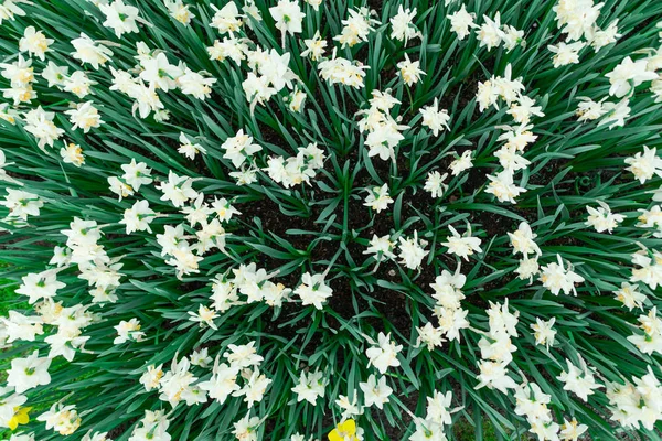 Fleurs Narcisses Poussant Sur Lit Des Fleurs Fond Flou — Photo