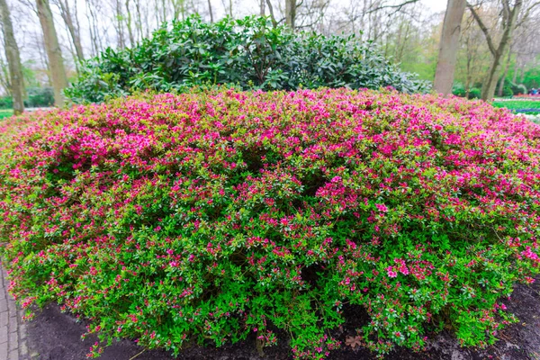 Colourful blooming bushes in spring park