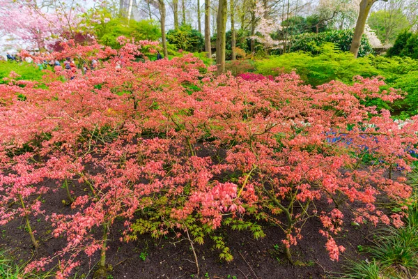 Цветущие Кусты Весеннем Парке — стоковое фото