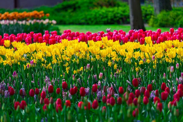 Świeże Tulipany Rosnące Kwiat Łóżko — Zdjęcie stockowe