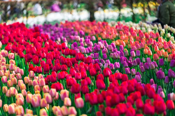 Čerstvé Tulipány Rostoucí Květinové Posteli — Stock fotografie