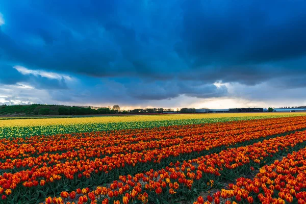 Schöne Blühende Tulpenfeld Und Bewölkten Dunklen Regnerischen Himmel — Stockfoto