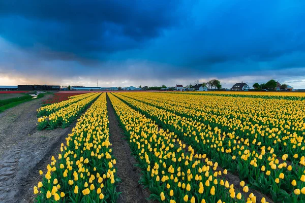 Krásné Rozkvetlé Tulipány Pole Zakalená Temné Deštivé Obloze — Stock fotografie