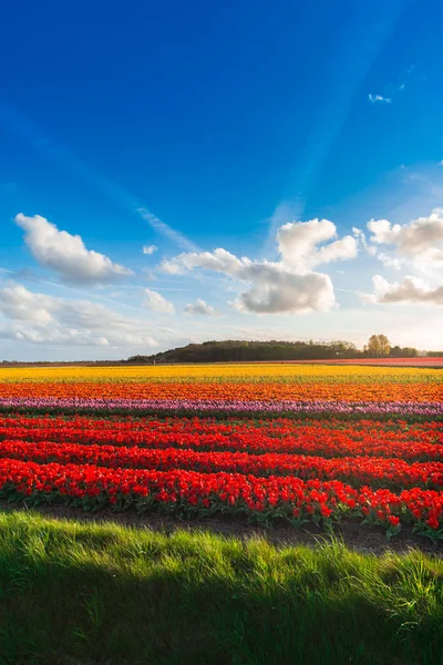 Plantation Jardins Tulipes Lumineuses Campagne Pays Bas — Photo