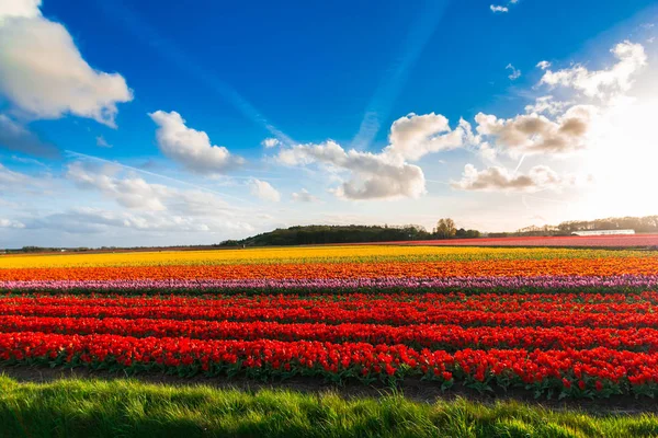 Bright Tulips Flowers Garden Plantation Countryside Netherlands — Stock Photo, Image