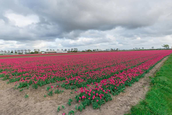 Bright Tulips Flowers Garden Plantation Countryside Netherlands — Stock Photo, Image