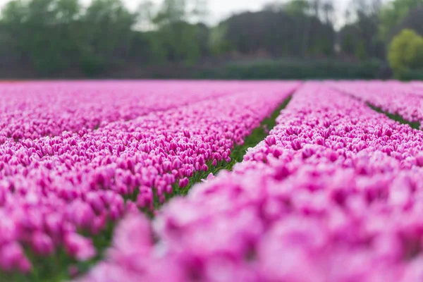 Helle Tulpen Blumen Garten Plantage Der Landschaft Niederlande — Stockfoto