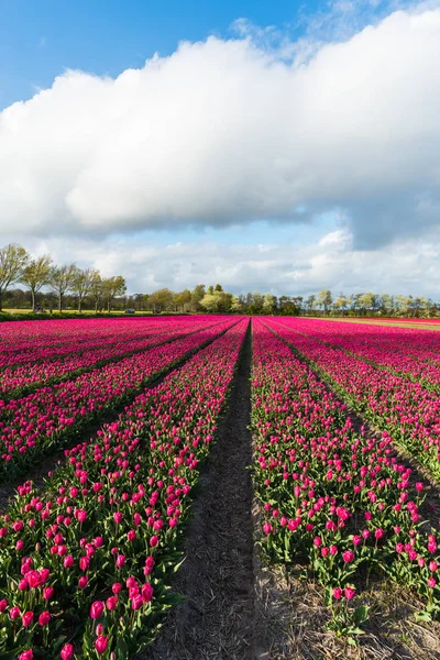 Яркие Цветники Тюльпанов Сельской Местности Нидерланды — стоковое фото