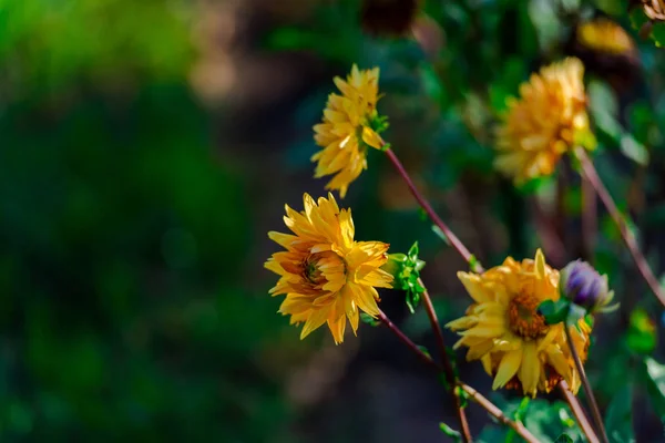 Nahaufnahme Von Blumen Auf Unscharfem Natürlichen Hintergrund — Stockfoto