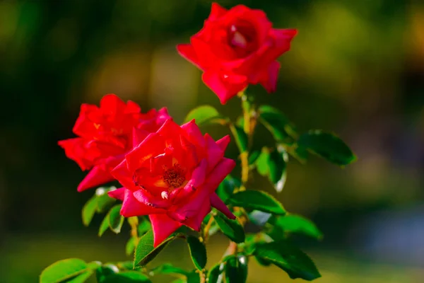 Krzew Czerwonych Róż Kwiatów Niewyraźne Tło — Zdjęcie stockowe