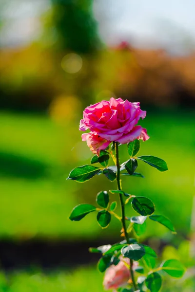 Enkele Roze Roos Bloem Onscherpe Natuurlijke Achtergrond — Stockfoto