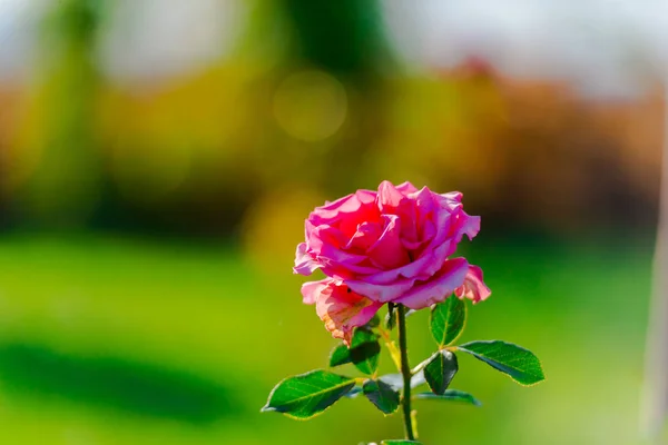 Pojedynczy Różowy Kwiat Róży Niewyraźne Naturalne Tło — Zdjęcie stockowe