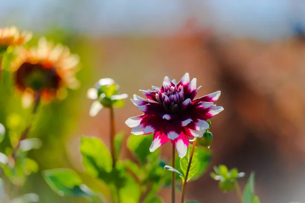 Tidy pink flowers growing in garden