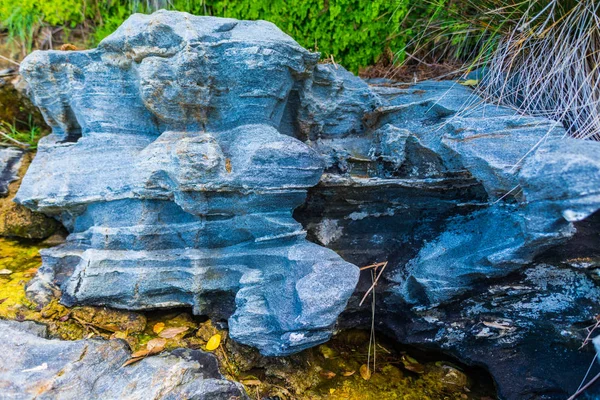 Rochers Plantes Bord Mer — Photo