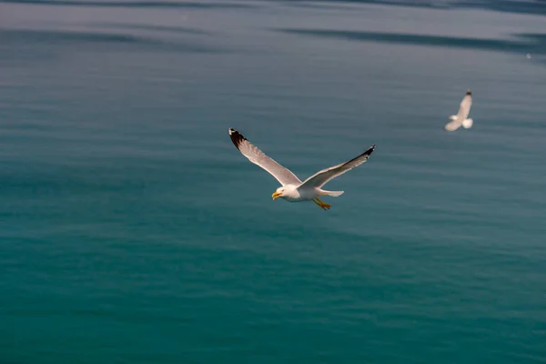 Γλάροι Που Πετούν Πάνω Από Γαλάζια Θάλασσα — Φωτογραφία Αρχείου