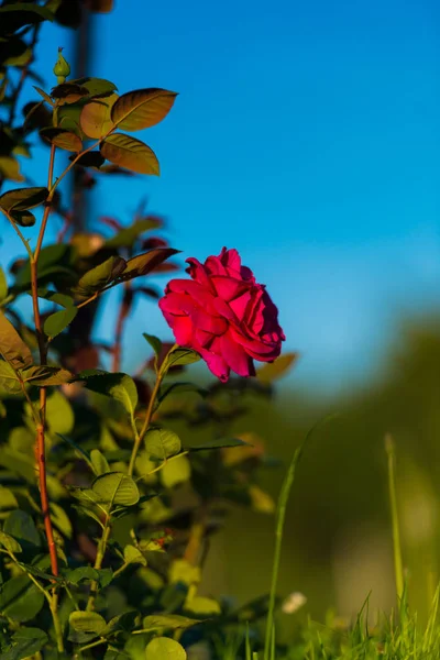 Zamknij Widok Kwiat Niewyraźne Naturalne Tło — Zdjęcie stockowe