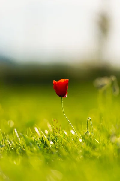 Nært Utsyn Til Blomsten Uskarp Naturlig Bakgrunn – stockfoto