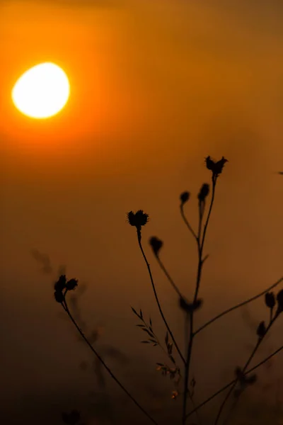 Cielo Anaranjado Atardecer Con Sol Plantas Florales Primer Plano —  Fotos de Stock