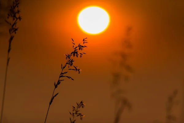 Ciel Orangé Avec Soleil Couchant Plantes Florales Premier Plan — Photo