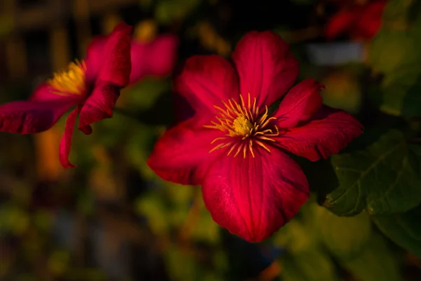 ぼやけた自然の背景に花の近いビュー — ストック写真