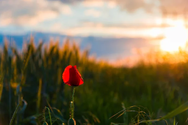Piros Pipacs Virág Előtér Naplemente — Stock Fotó