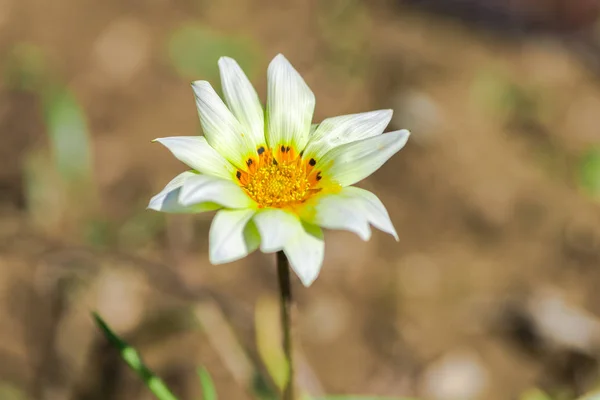 Nahaufnahme Der Blume Auf Unscharfem Natürlichen Hintergrund — Stockfoto